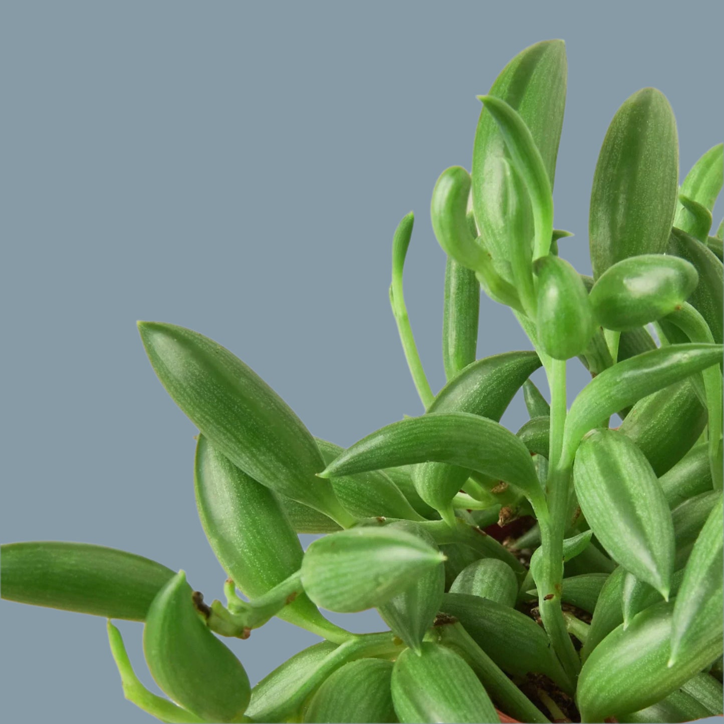 Succulent 'String of Bananas'
