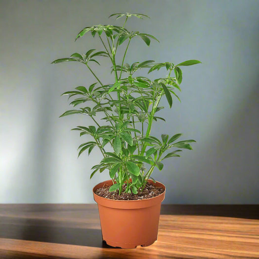 Schefflera Arboricola 'Umbrella'
