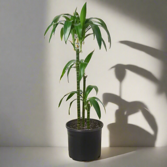 Dracaena 'Elegance' - 10" Pot