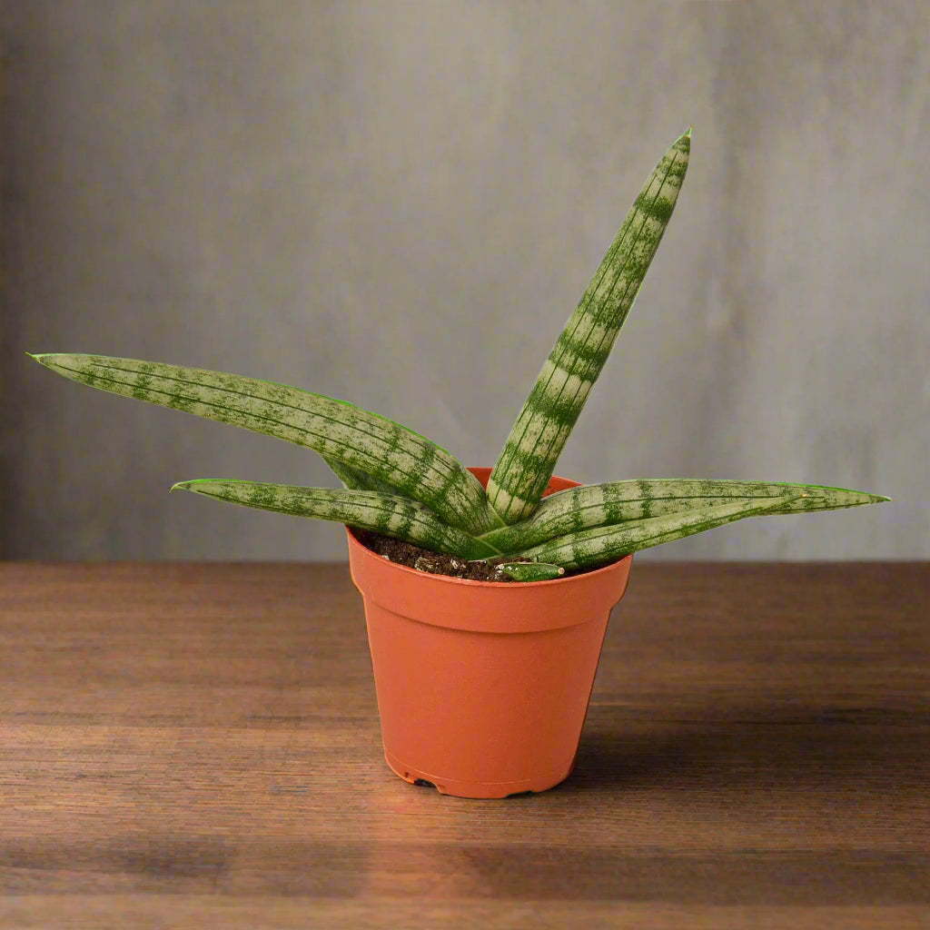 Snake Plant Starfish