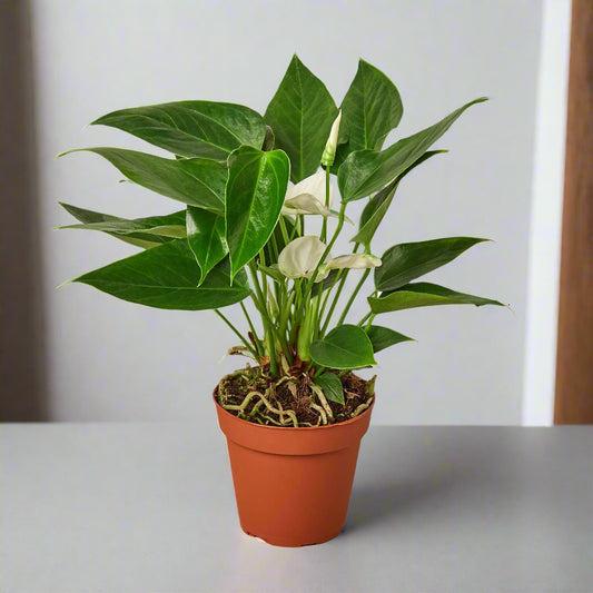 Anthurium 'White'
