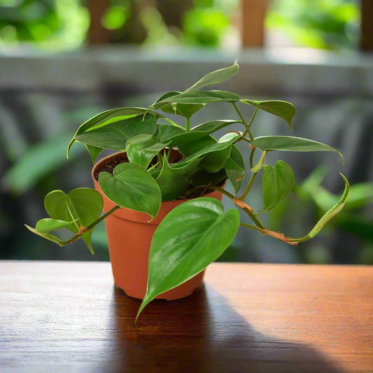 Philodendron Cordatum Heartleaf