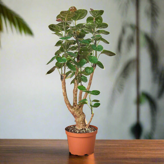 Aralia Fabian Stump 'Polyscias Scutellaria'