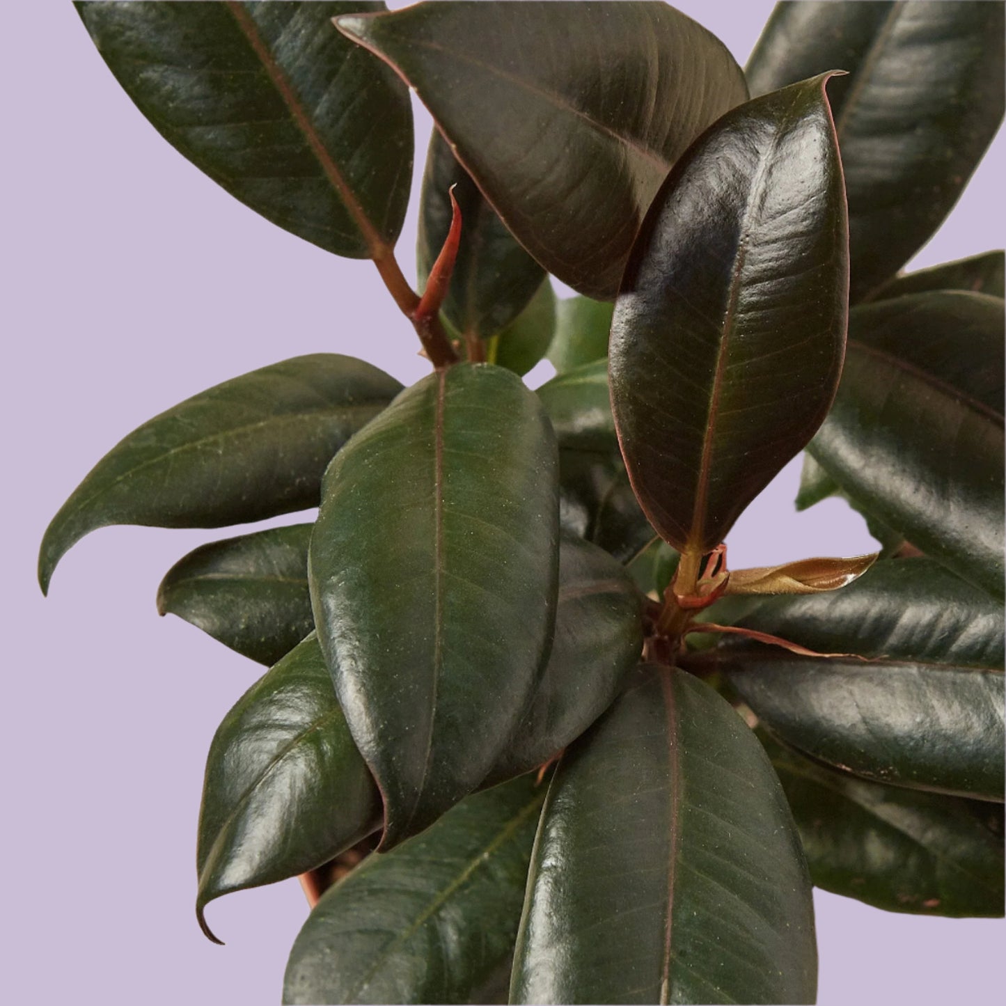 Ficus Elastica 'Burgundy'