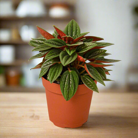 Peperomia Rosso