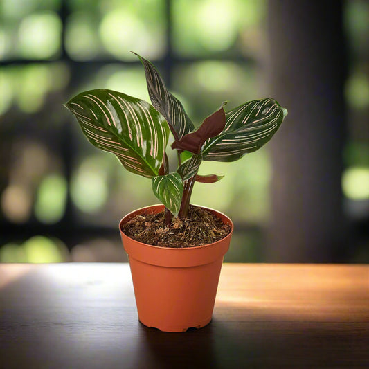 Calathea 'Ornata'