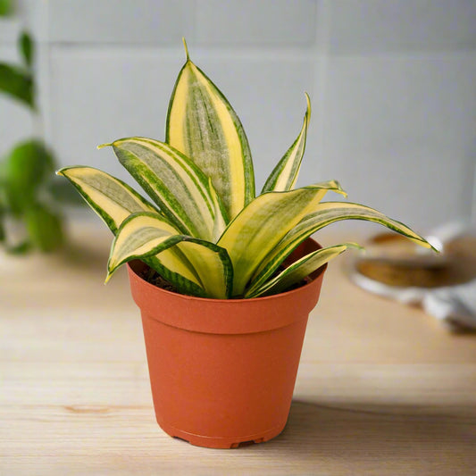 Snake Plant Gold Hahnii