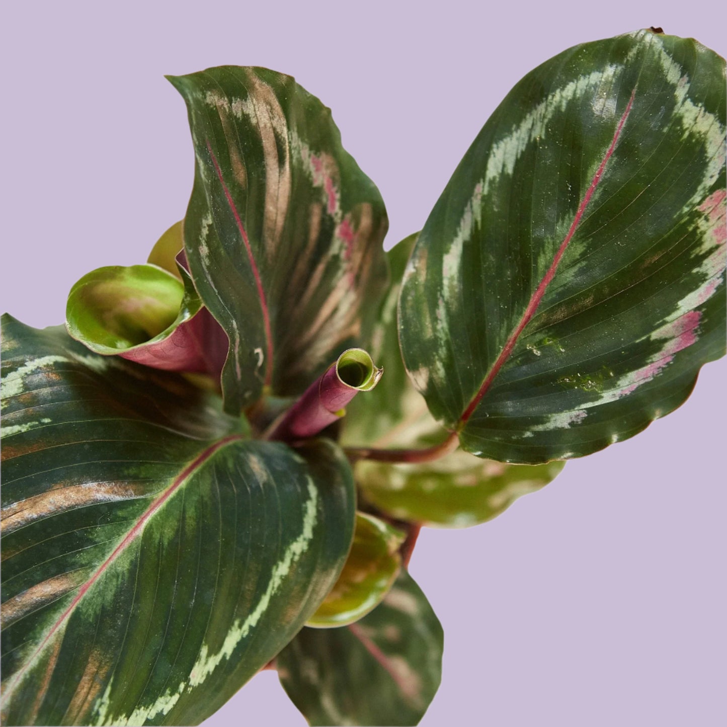 Calathea Medallion