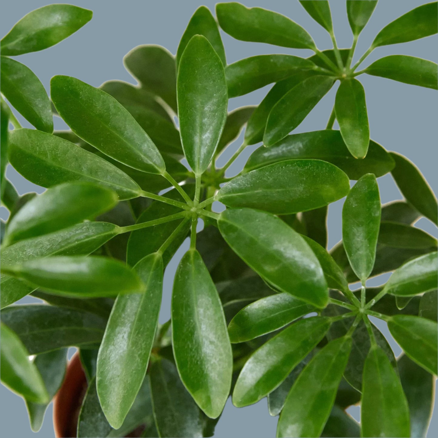 Schefflera Arboricola 'Umbrella'