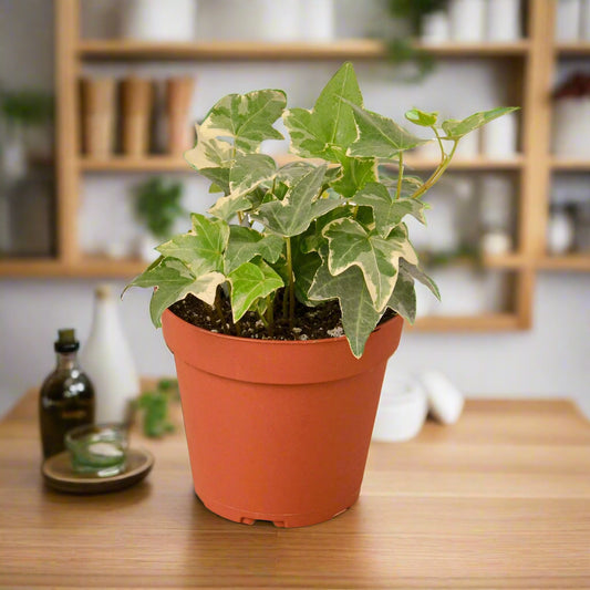 English Ivy 'Glacier'