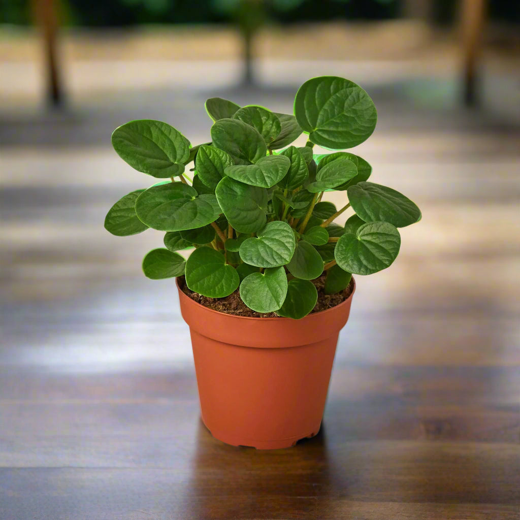 Peperomia 'Rana Verde'