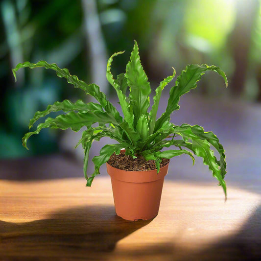 Bird’s Nest 'Victoria' Fern