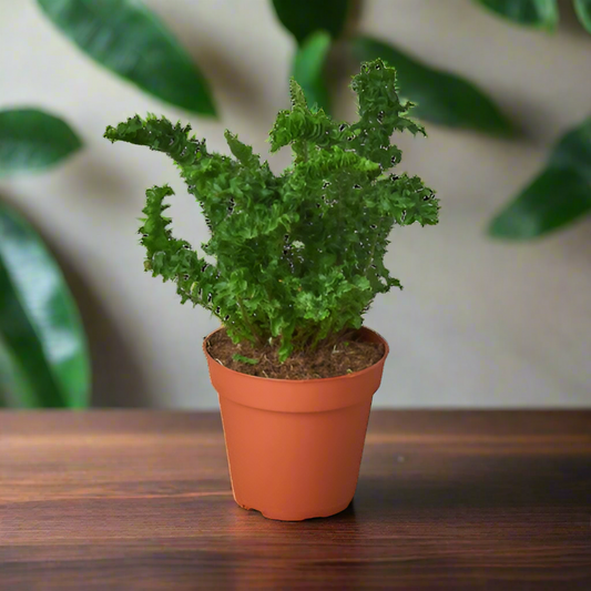 'Emina' Fern - 4" Pot