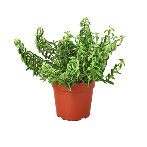 Pet Friendly Plants