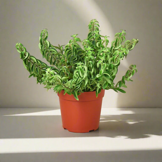 Curly Lipstick Plant