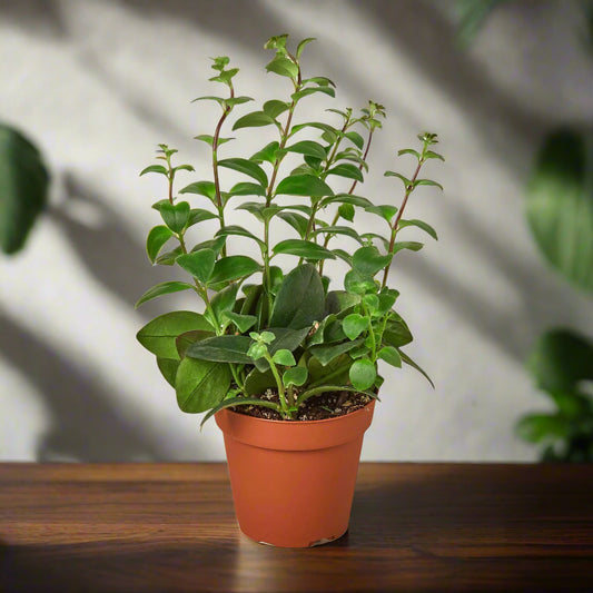 Lipstick Plant