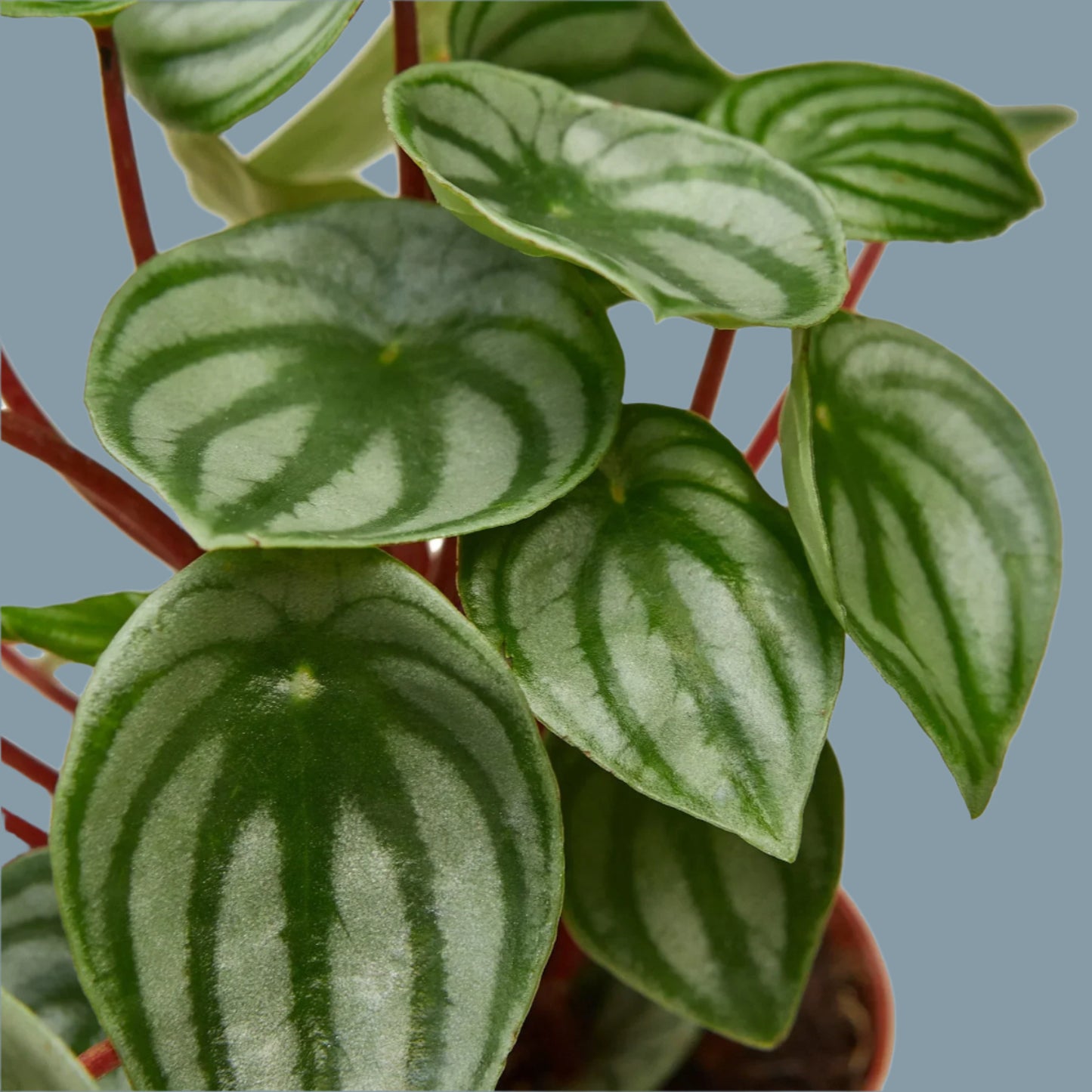 Peperomia Watermelon