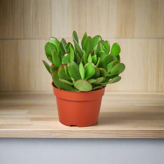 Succulent Crassula 'Jade'