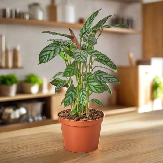 Calathea 'Grey Star'