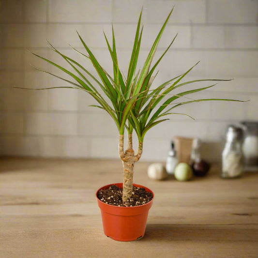 Dracaena Marginata Cane