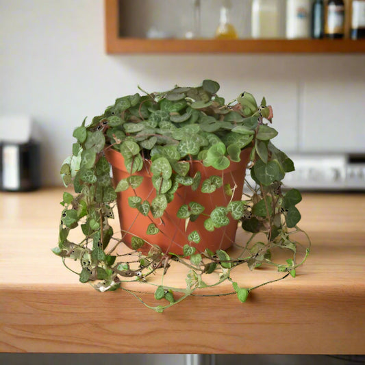 Succulent 'String of Hearts'