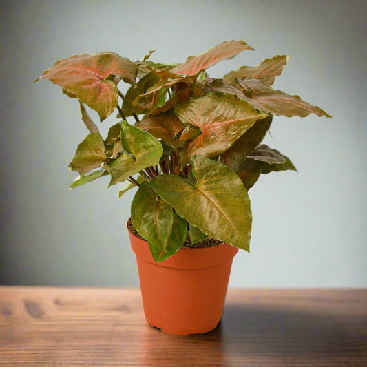 Syngonium Merry