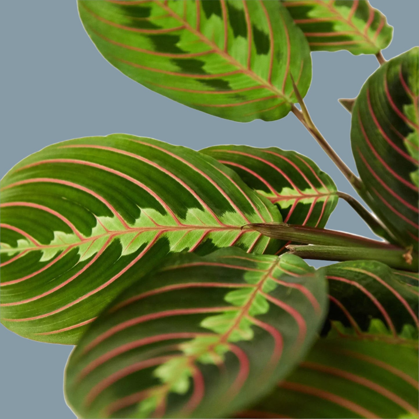Maranta Red Prayer