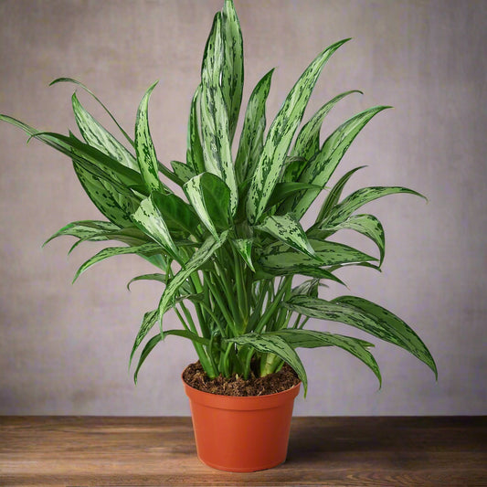 Chinese Evergreen 'Cutlass'