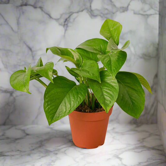 Pothos 'Green Queen'
