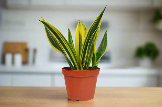 Snake 'Gold Flame'