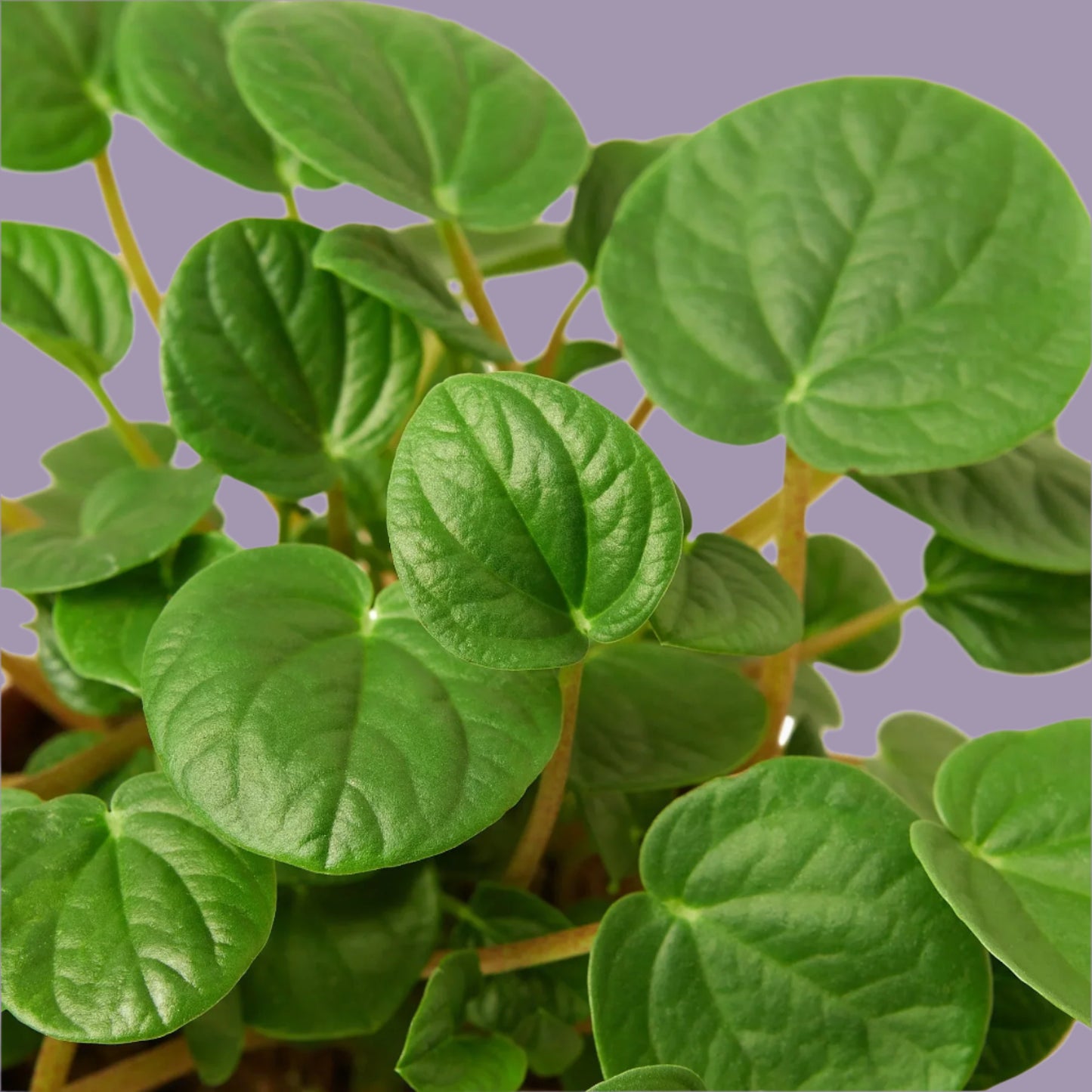 Peperomia 'Rana Verde'