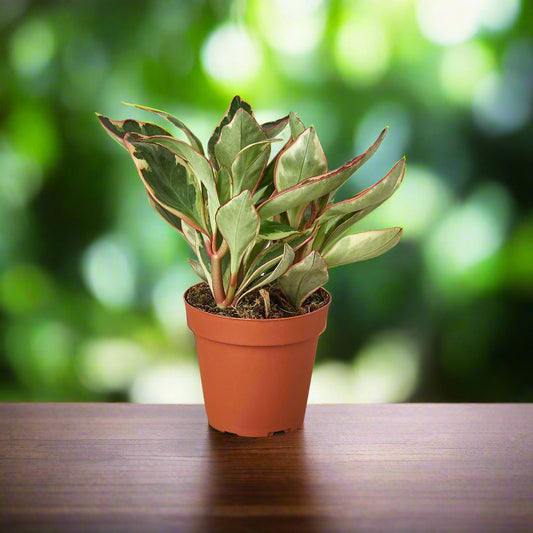 Peperomia 'Ginny'