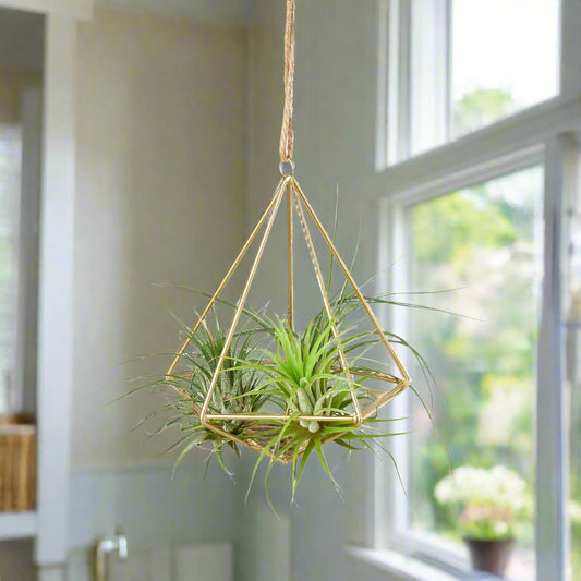 Air Plant Display Hanger - Brass