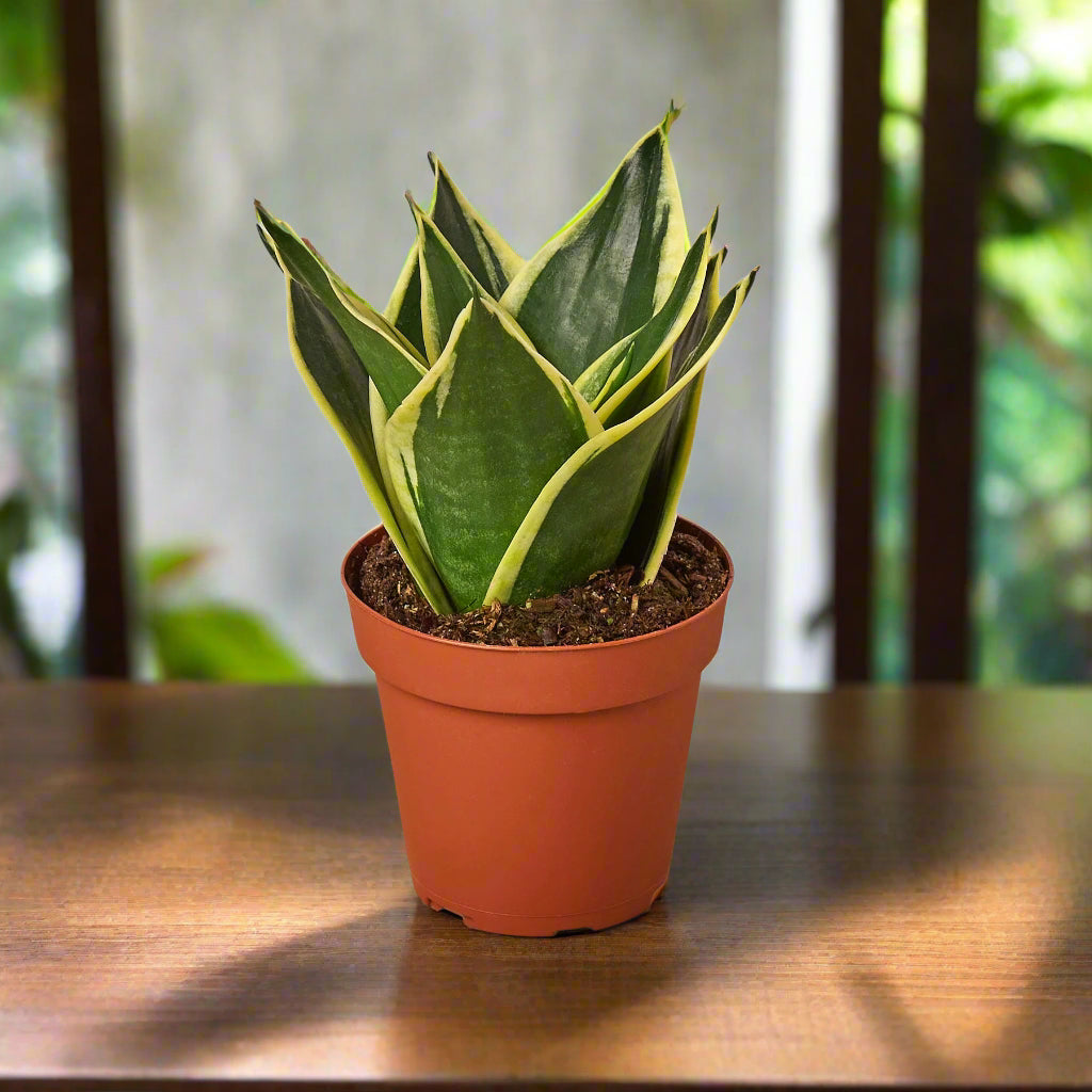 Snake Plant Black Gold