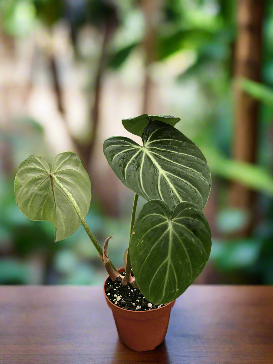 Philodendron Gloriosum