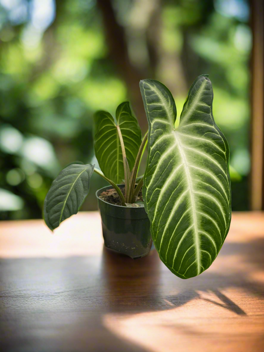 Xanthosoma 'Lendenii'