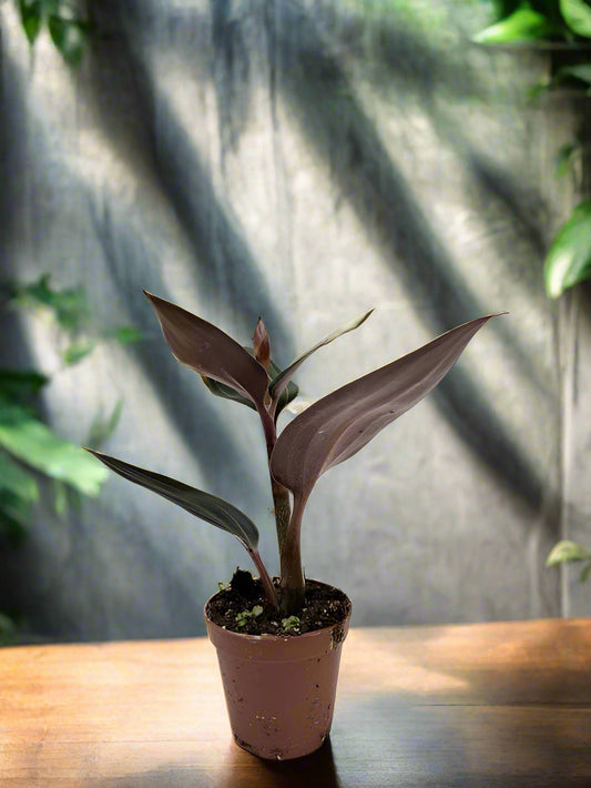 Ludisia Discolor
