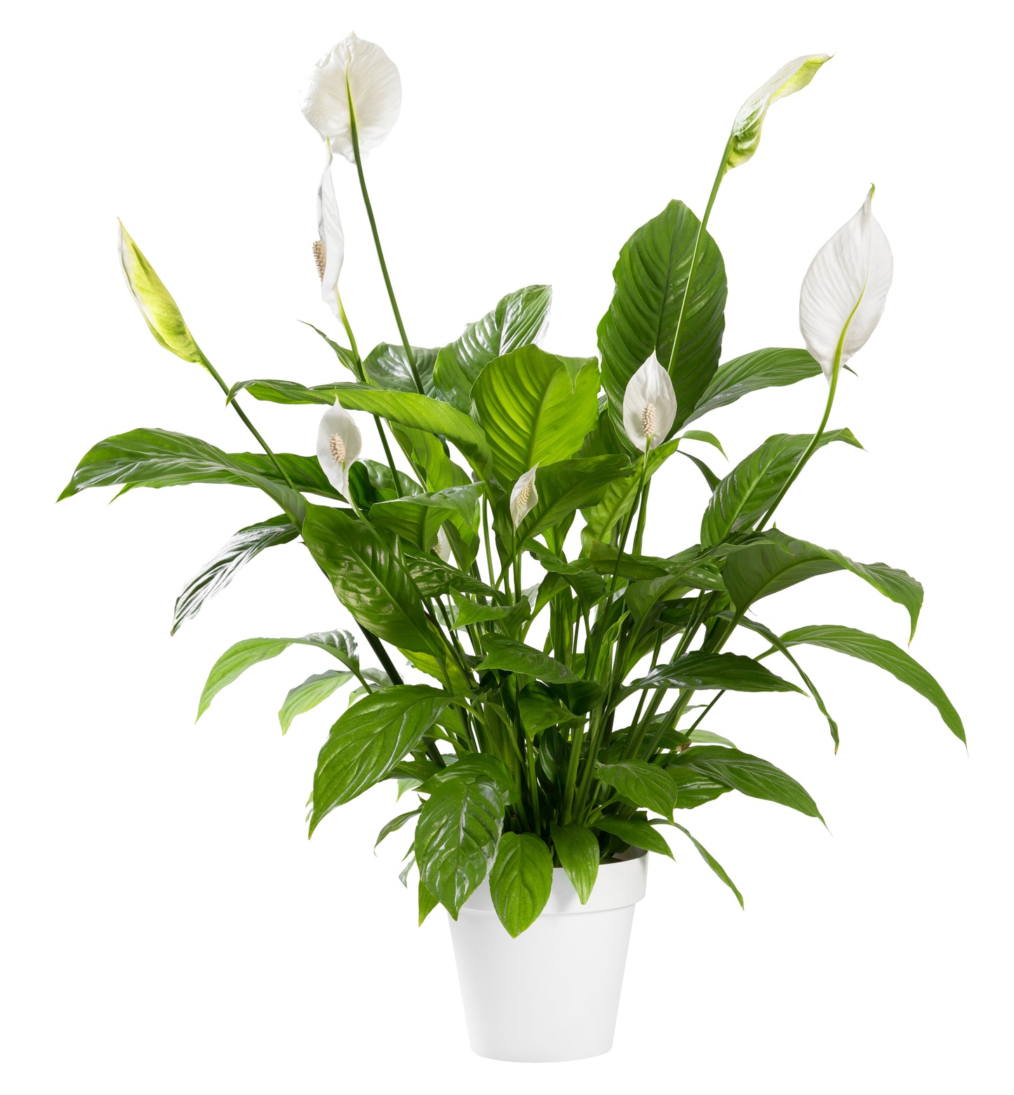Spathiphyllum 'Peace Lily'