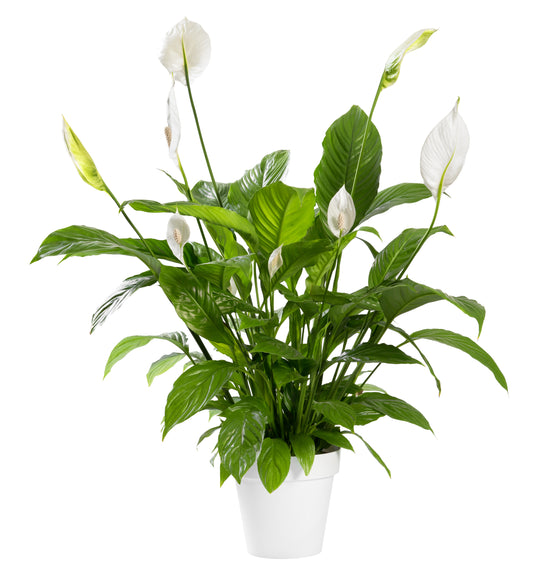 Spathiphyllum 'Peace Lily'