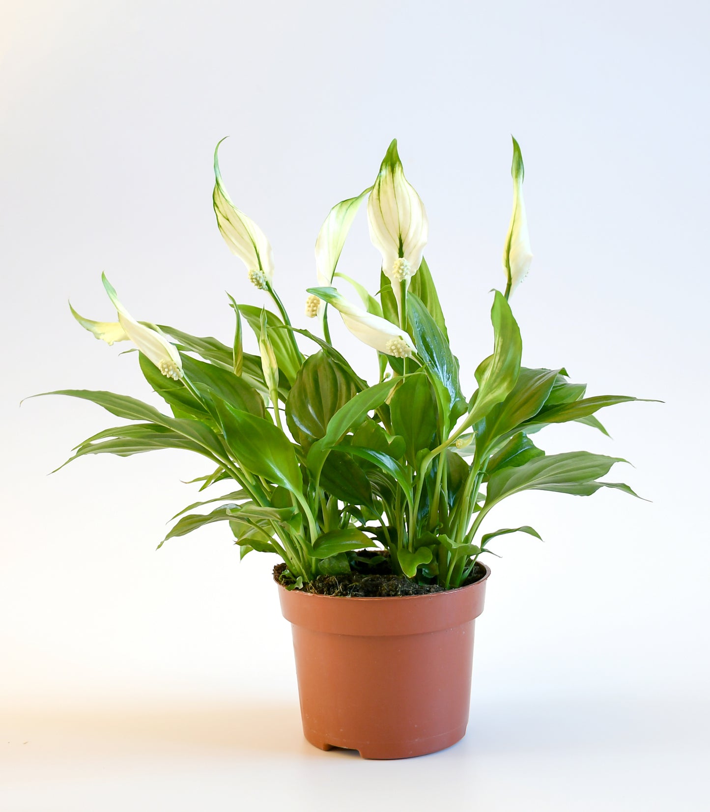 Spathiphyllum 'Peace Lily'