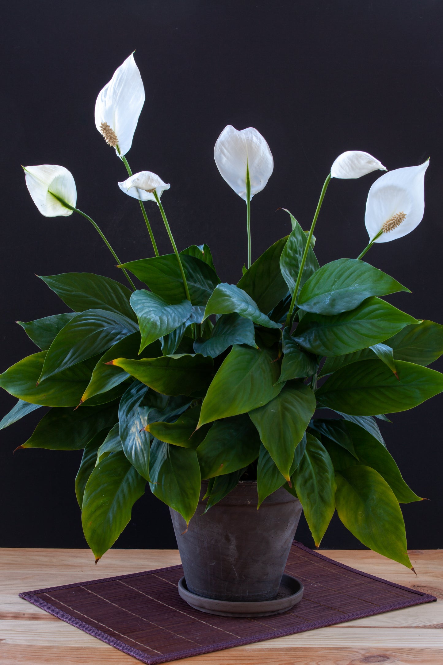 Spathiphyllum 'Peace Lily'