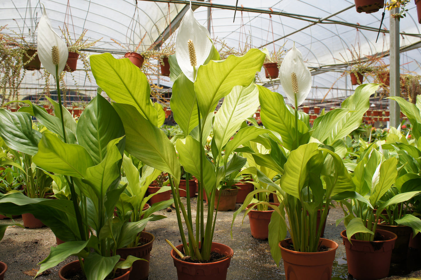 Spathiphyllum 'Peace Lily'