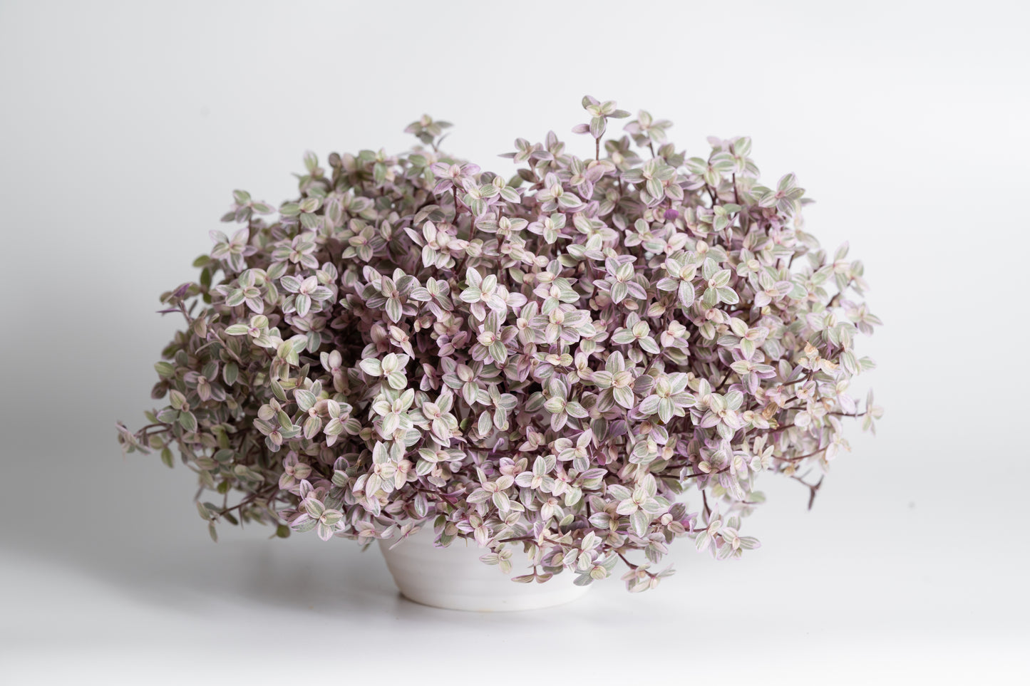 Tradescantia Callisia 'Pink Panther'