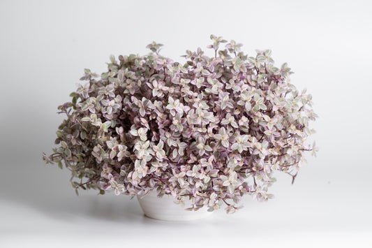 Tradescantia Callisia 'Pink Panther'