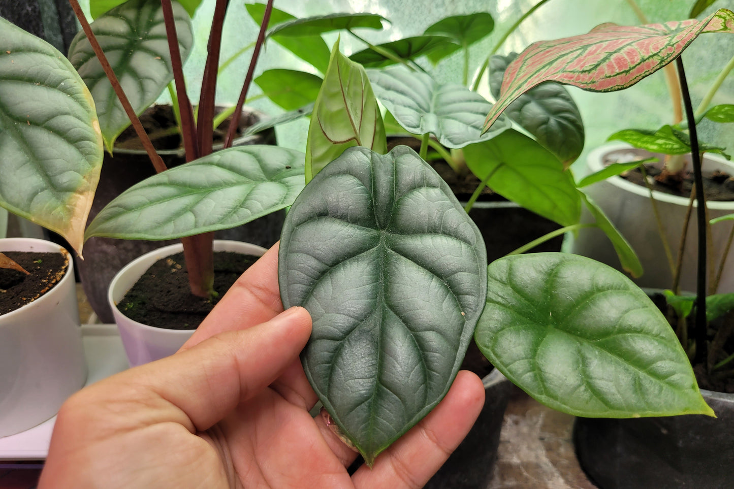 Alocasia Silver Dragon