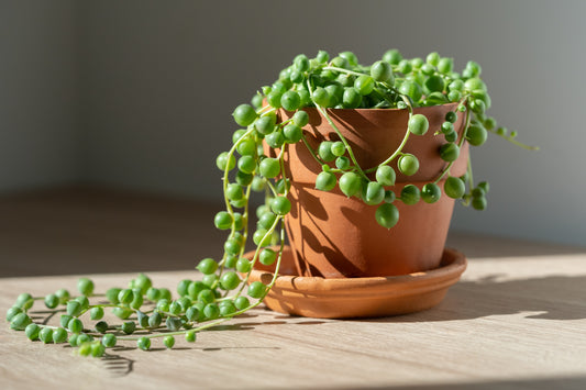 Succulent 'String of Pearls'