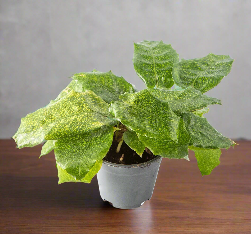 Calathea 'Musaica'