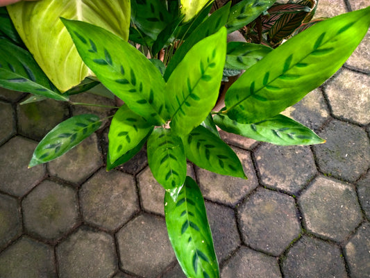Calathea Leopardina