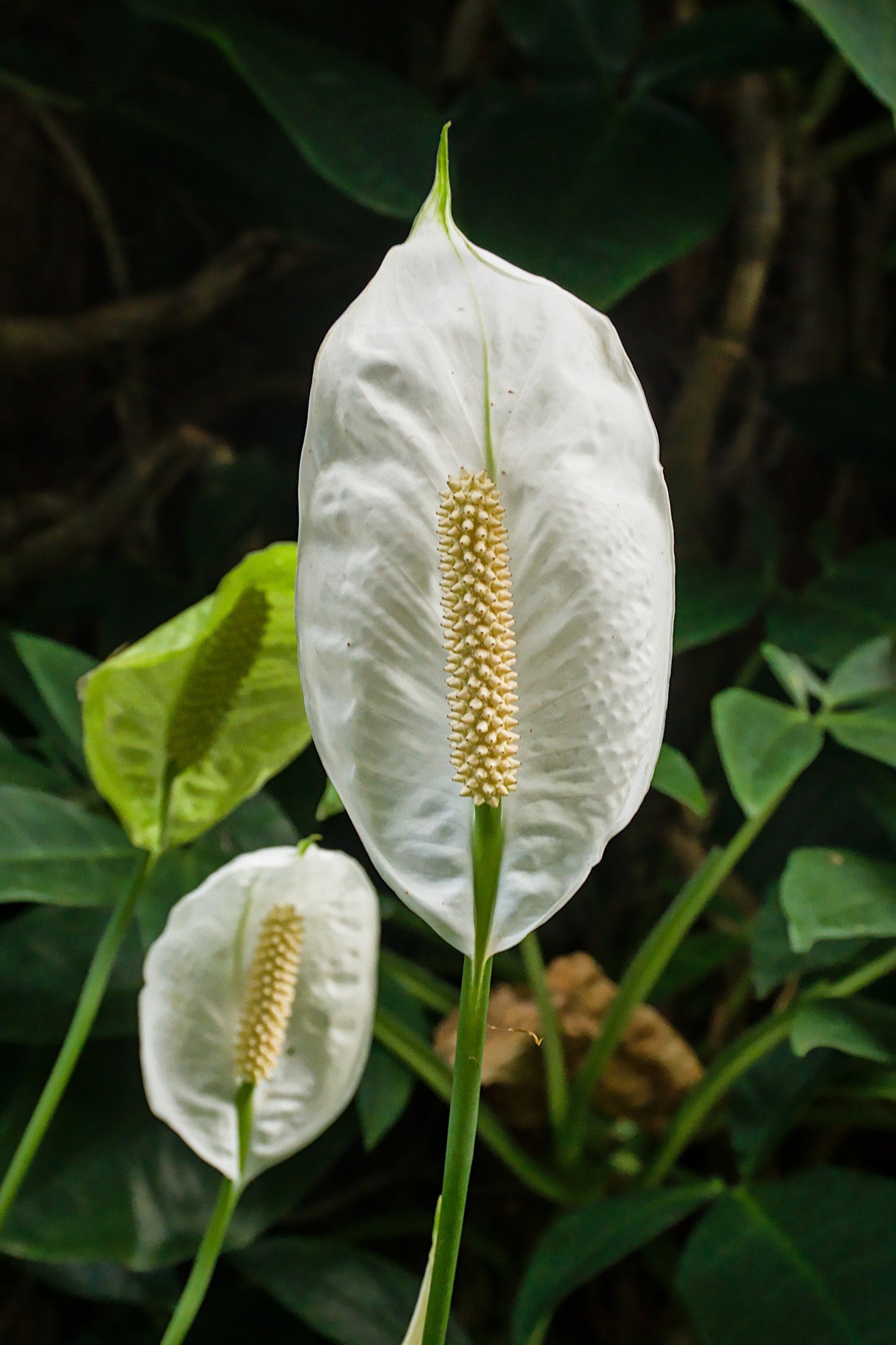 Spathiphyllum 'Peace Lily'