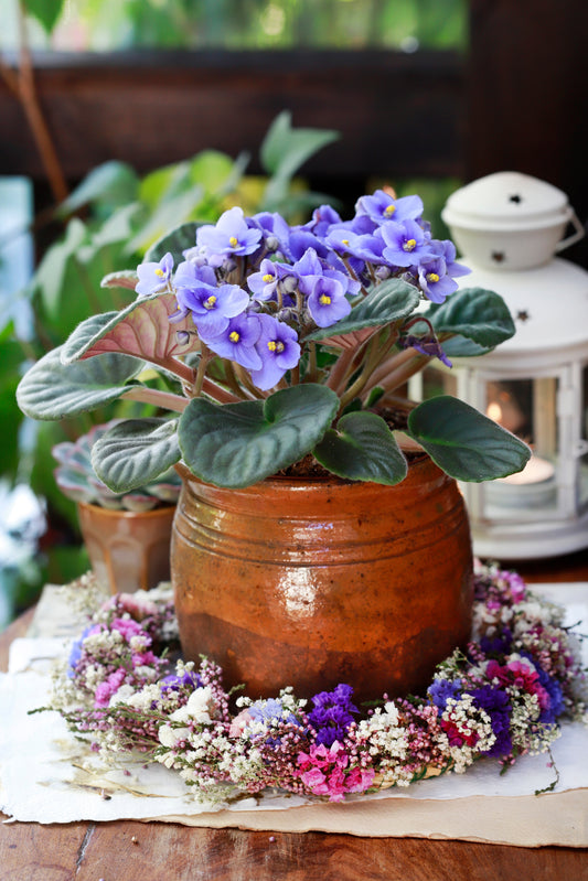African Violet
